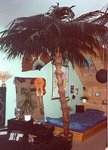 Palme in Einliegerwohnung