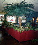 Palme in Spielhalle