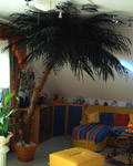 Palme in Steinau (Fulda)