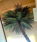 Palme in Villa